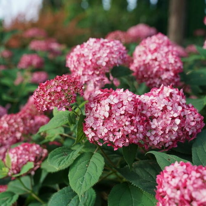 12 x Bolhortensia Roze - Winterharde Hortensia - Hydrangea arborescens Ruby Annabelle in C3(liter) pot met hoogte 20-40cm