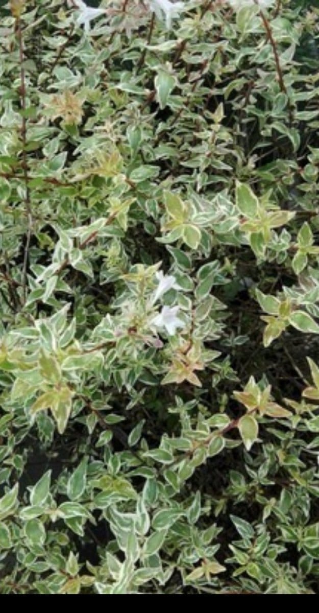 Abelia grand. 'Confetti'® ('conti'®) - Abelia 'Confetti' 25- 30 cm in pot