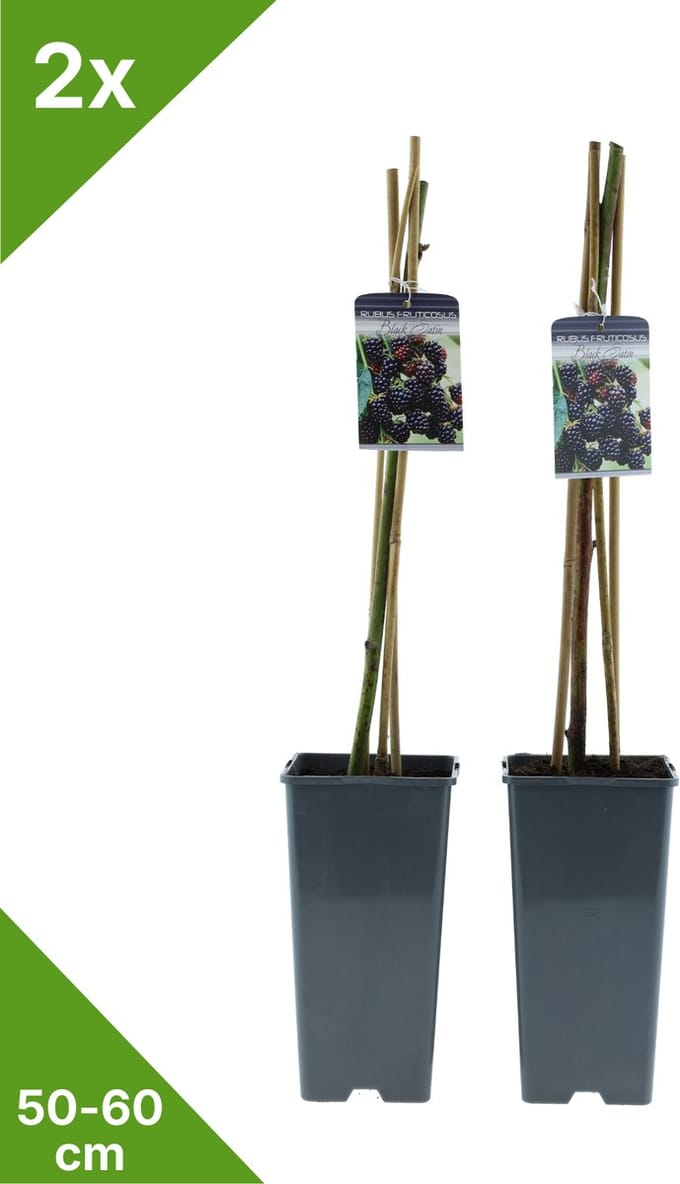 GARDENZO - Braam in 2 liter pot - 50-60 cm set van 2