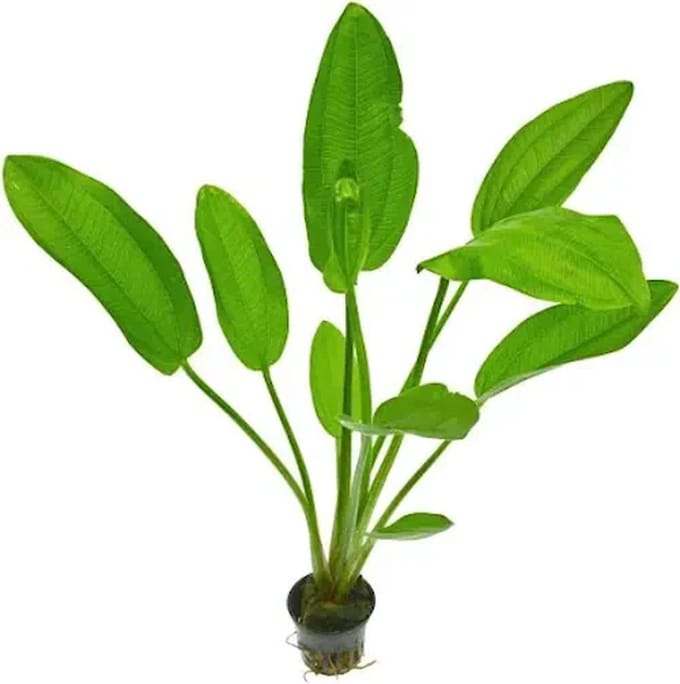 Aquaflora Echinodorus Indian Red | Zwaardplant | in 5 cm pot
