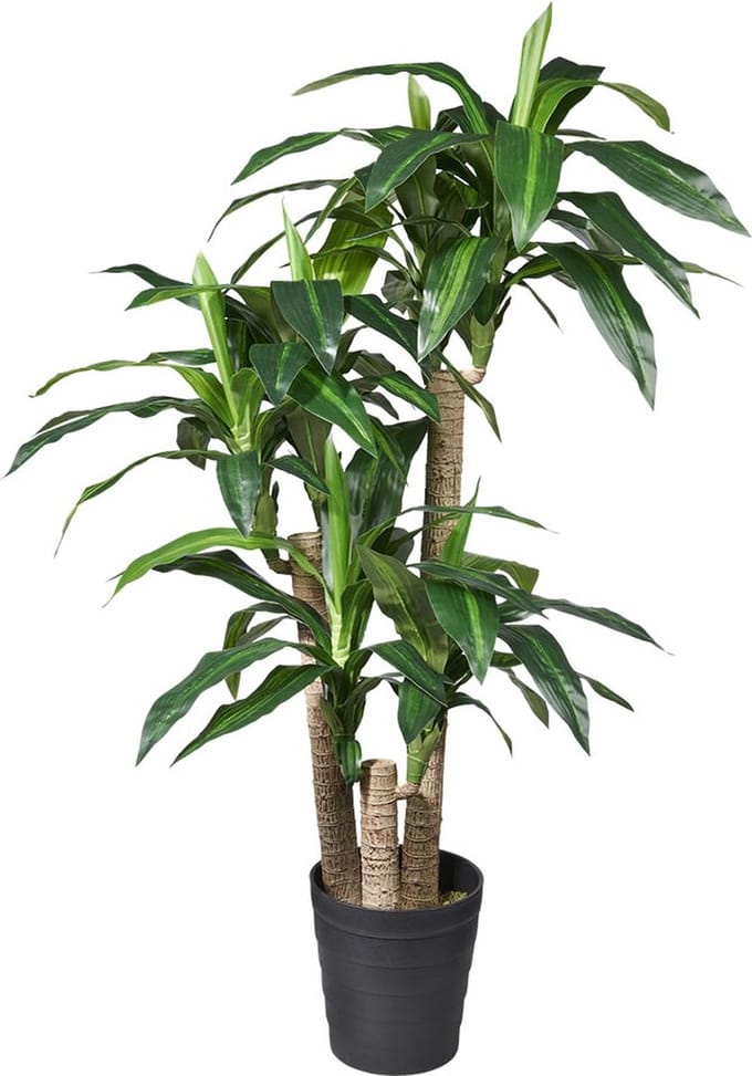 Kunstplant Dracaena Fragans H135cm - HTT Decorations kunstplanten