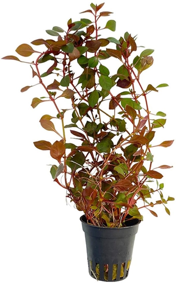 Moerings Ludwigia Mini Super Rood in 5 cm pot