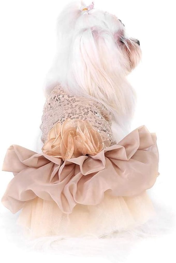 Schattige bubbelrok voor honden bij bruidsmis