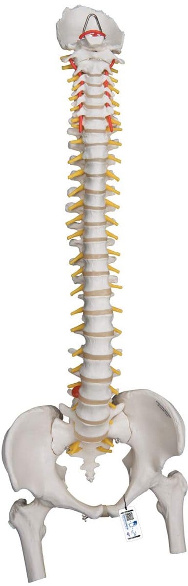 Flexibel Wervelkolommodel met Dijbeensteunen - Anatomisch Model voor Zware Belasting