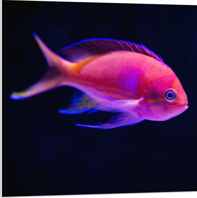 Forex - Roze Visje in de Zee - 80x80cm Foto op Forex