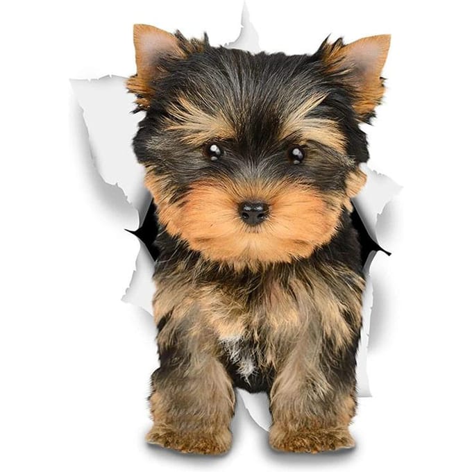 Vinyl Sticker Leuke Yorkshire Terriër Hond Auto Sticker Waterdicht Op Bumper Achterruit 12CM black