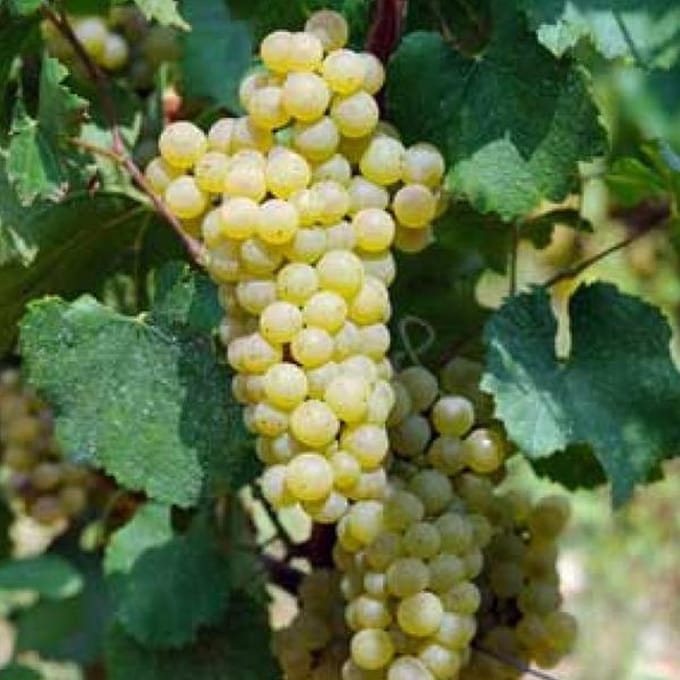Vitis 'Champion' - Druif 50-60 cm in pot