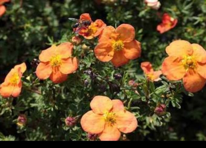 Potentilla frut. 'Red Ace' - Struikganzerik, Heesterganzerik, Vijfvingerkruid 25- 30 cm in pot