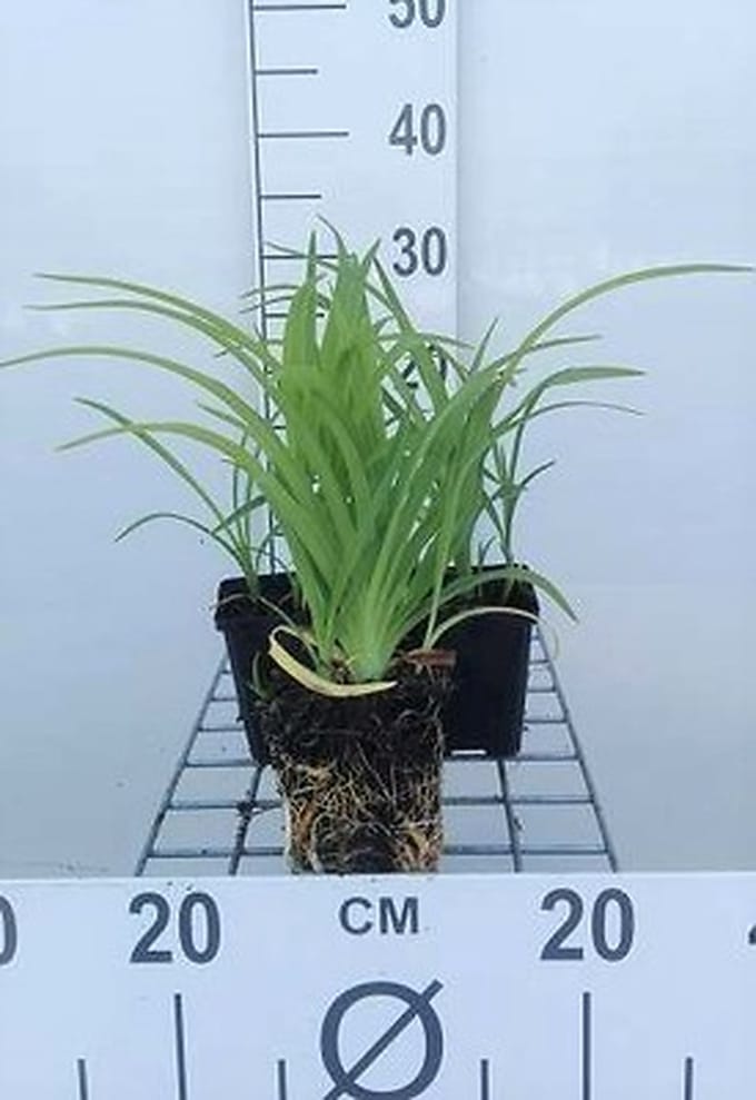 6x Daglelie - Hemerocallis hybr. 'Pink Damask' | 9x9 cm pot