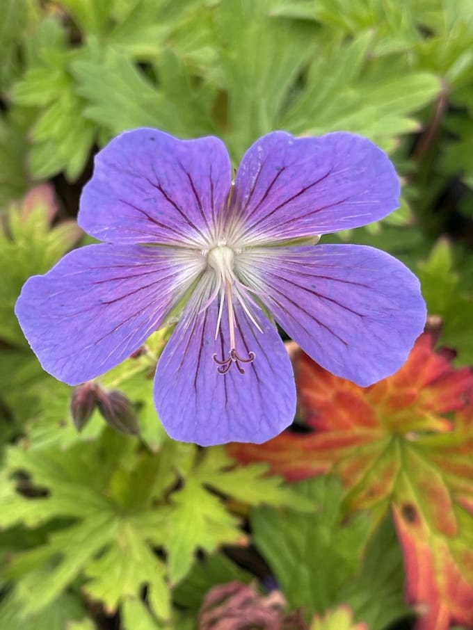 6x Ooievaarsbek - Geranium hybr. 'Johnson's Blue' | 9x9 cm pot