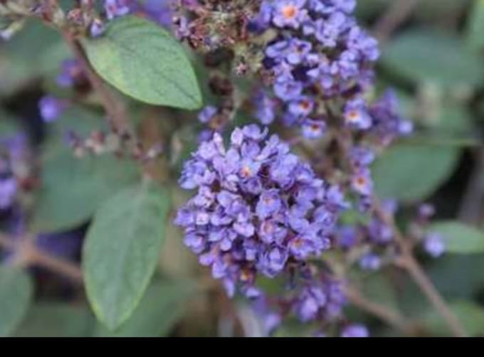 Buddleja dav. 'Blue Chip'® - Vlinderstruik 30- 40 cm in pot