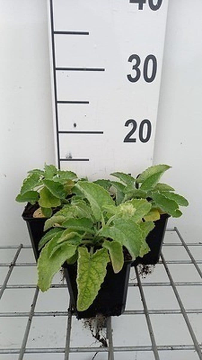6x Salie - Salvia vert. 'Alba' | 9x9 cm pot
