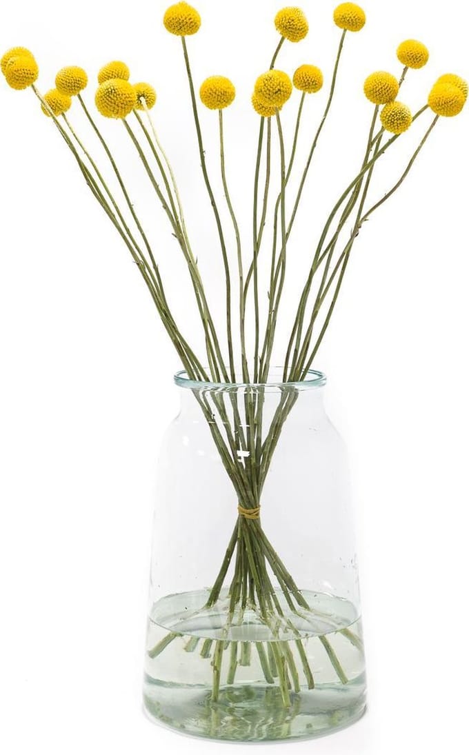 Craspedia XL - Droogbloemen - Drumsticks - 20 takken - 60 cm