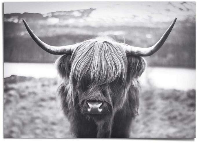 XXL Poster Schotse Hooglander - 100 x 140 - Papier - REINDERS