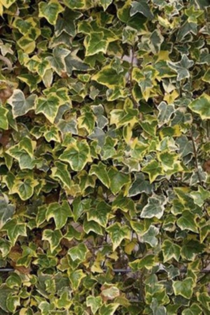 6 x Hedera helix 'Marginata Elegantissima' - KLIMOP , WITBONTE KLIMOP, BONTBLADIGE KLIMOP - pot 9 x 9 cm