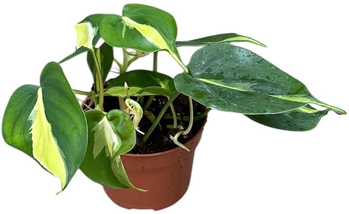 Philodendron Cream Splash Kamerplant Potmaat Ø10,5 cm |Vers Van De Kweker
