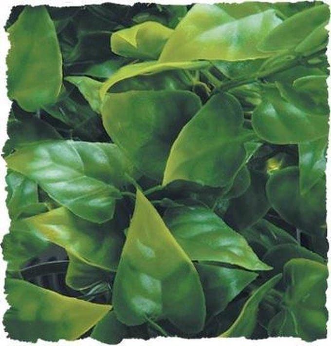Zoo Med Medium Mexican Phyllo - 46cm