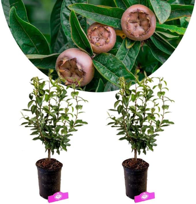 Set van 2 Mispelbomen - Mespilus Germanica - 40-60cm hoog - 2 liter pot
