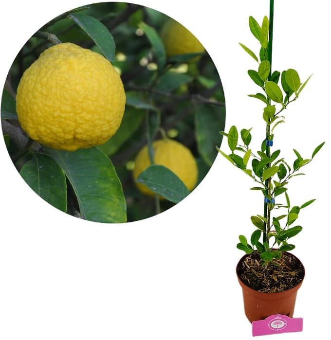 Citrus macrophylla, Alemow, 2 liter pot