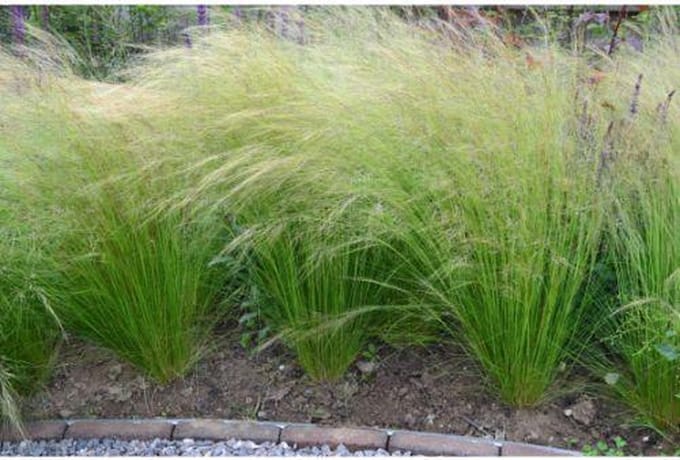 Stipa tenuissima Ponytails - Set van 6 - Vedergras - Pot P9