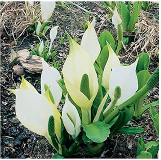 Moerings Lysichiton Camtschatcensis | Witte Moerasaronskelk | In 9CM pot