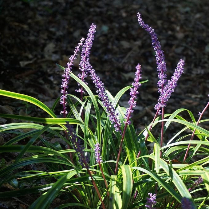 6x Leliegras - Liriope muscari ‘Variegata’ - Pot 9x9cm