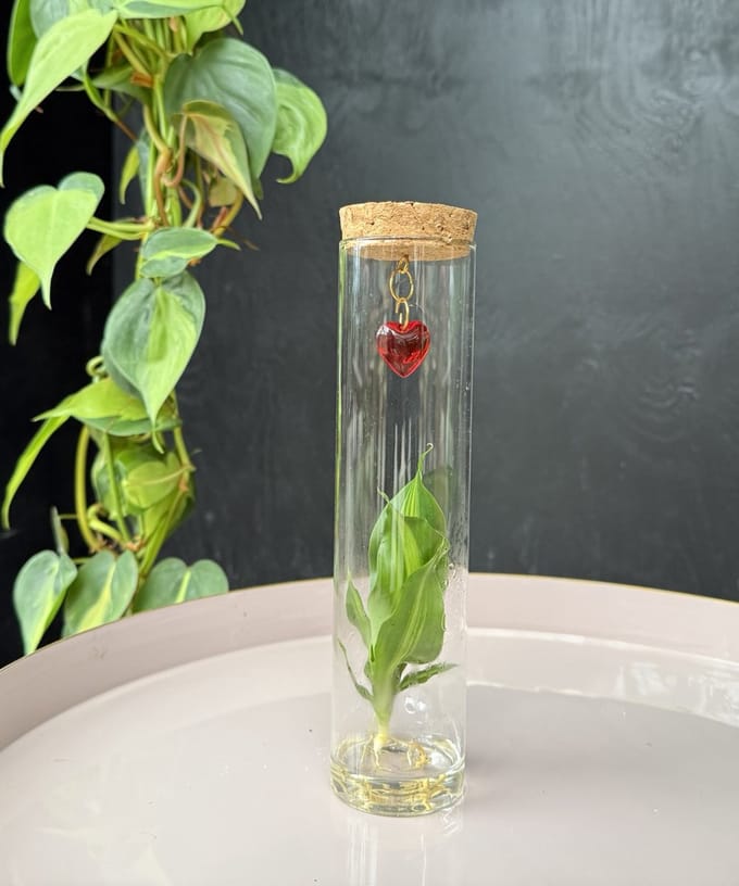 Intenz With Love | Hydroponie | Tubes | plant in glas | Draceana