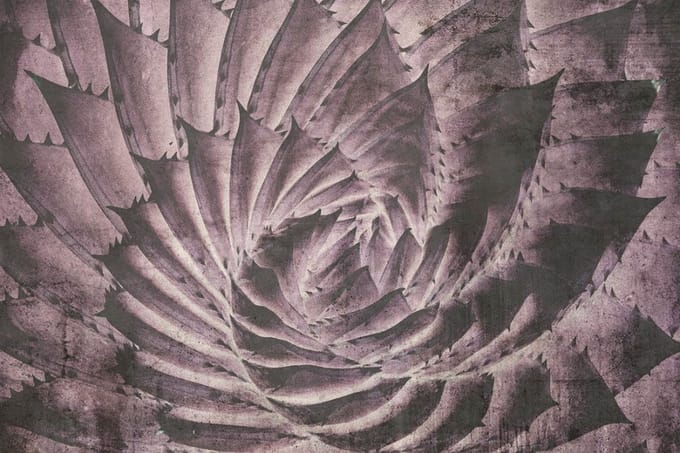Fotobehang - Cactus Abstract 375x250cm - Vliesbehang