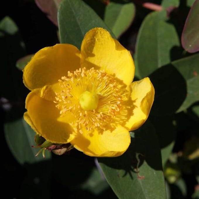 Hypericum Dummeri 'Peter Dummer' - Herfsthooi;Sint Janskruid 30-40 cm pot