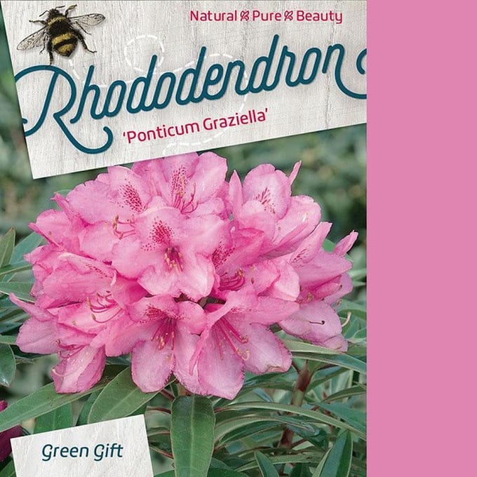 Rhododendron ponticum 'Graziella' - 40-50 cm