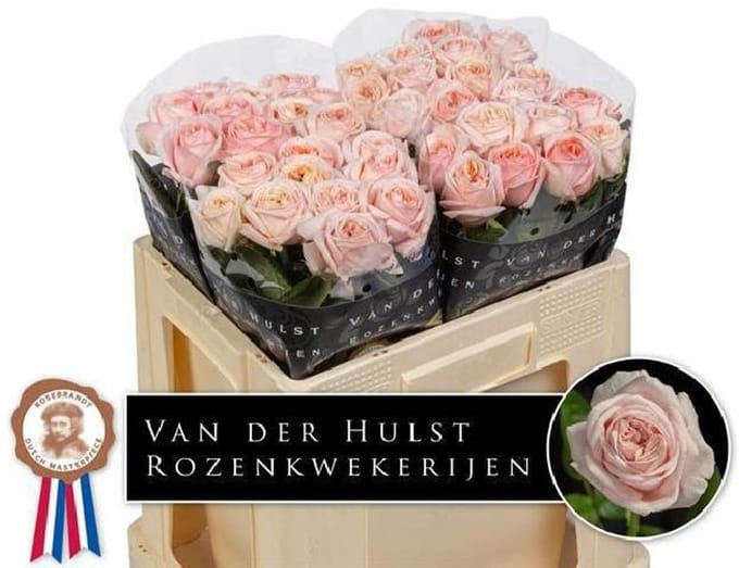 10x Rosa tres jolie 50cm