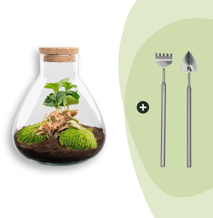 DIY terrarium - Sammie Coffea -  27 cm -