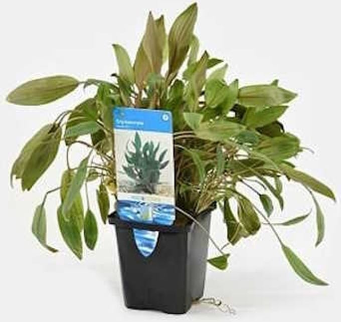Moerings Cryptocoryne Wendtii Groen | Waterkelk | in 5 cm pot