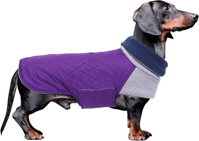 Warm en Waterdicht Winterjack voor Teckels, Hoge Hals, Winddicht en Comfortabel - Paars - M