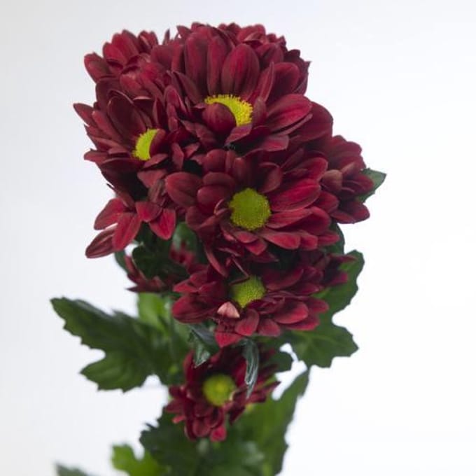 10x Chrysant mexicano 70cm