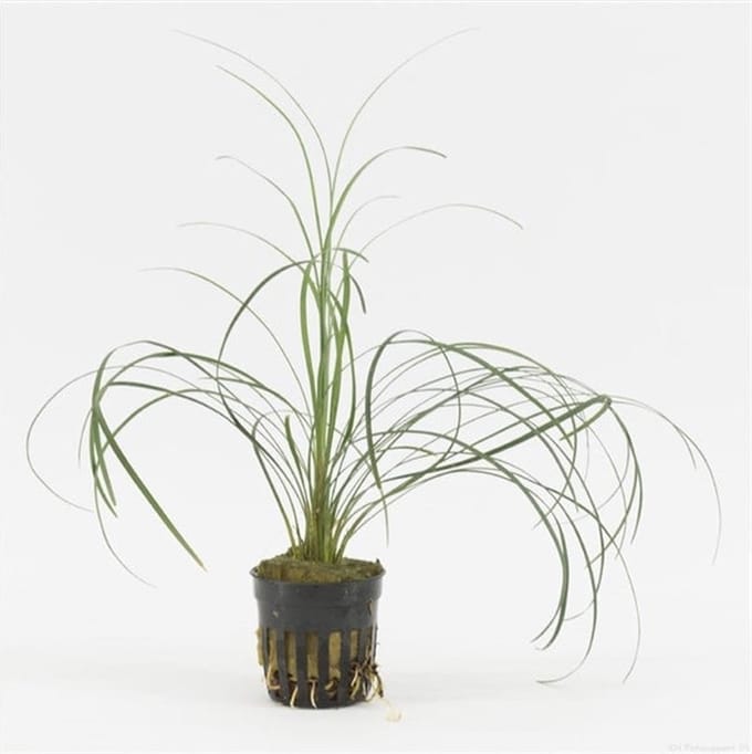 Moerings Ophiopogon Japonica | In 9CM pot