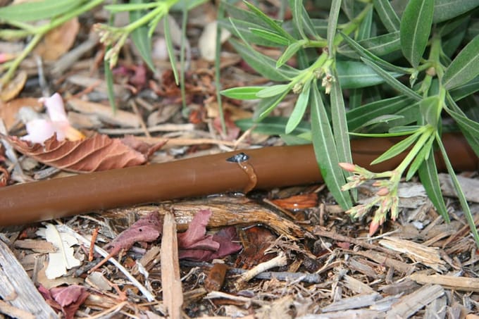 Druppelslang - Bewateringsbuis - Planten Verzorgen - Drukgecompenseerd - 50 Meter - Donkerbruin