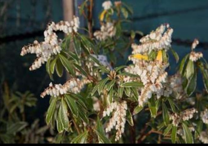 Pieris hybr. 'Flaming Silver' - Rotsheide 'Flaming Silver' , Lavendelheide 20- 30 cm in pot