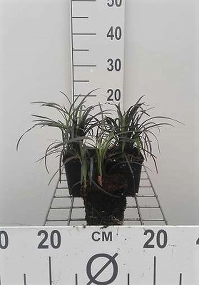 6x Slangenbaard - Ophiopogon plan. 'Niger' | 9x9 cm pot