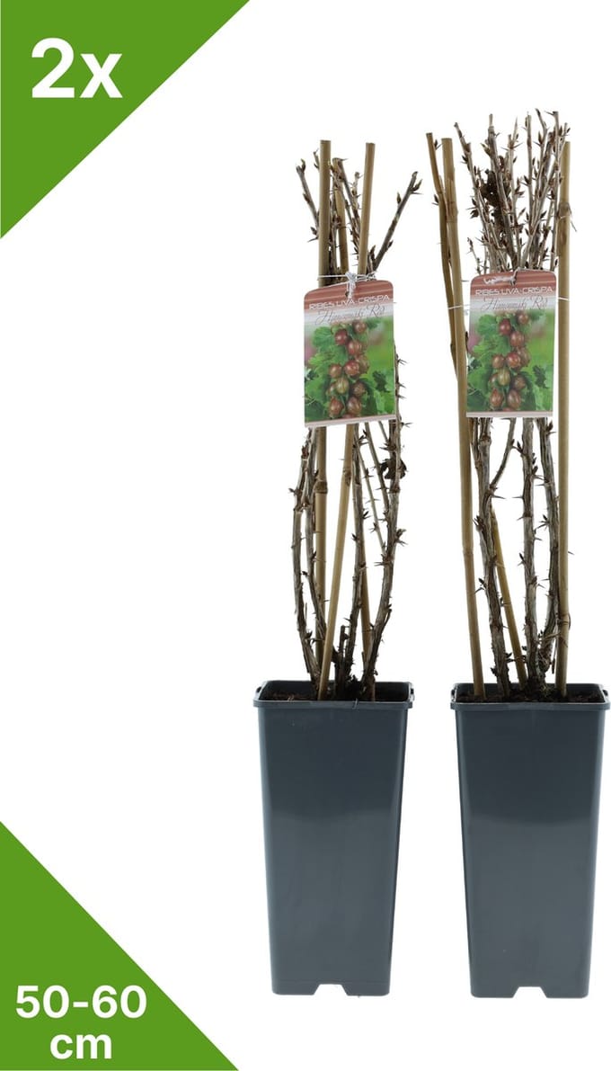 GARDENZO - Kruisbes Rood in 2 liter pot - 50-60 cm set van 2