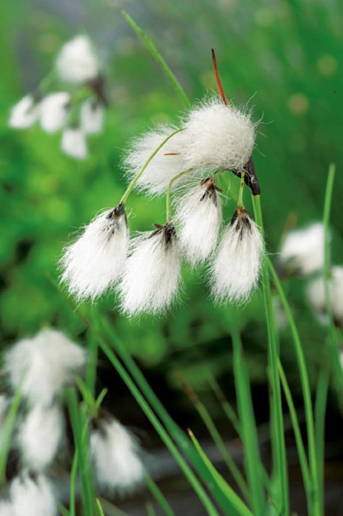 Eriophorum angustifolium P9