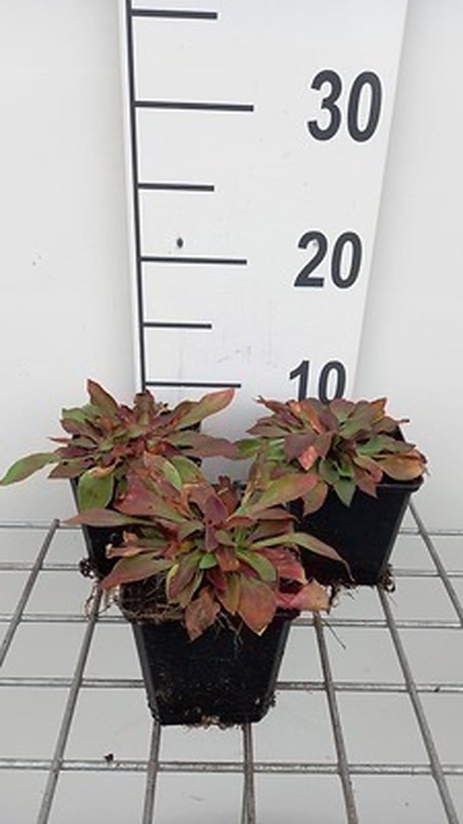 6x Goniolimon tataricum ( limonium tat.)