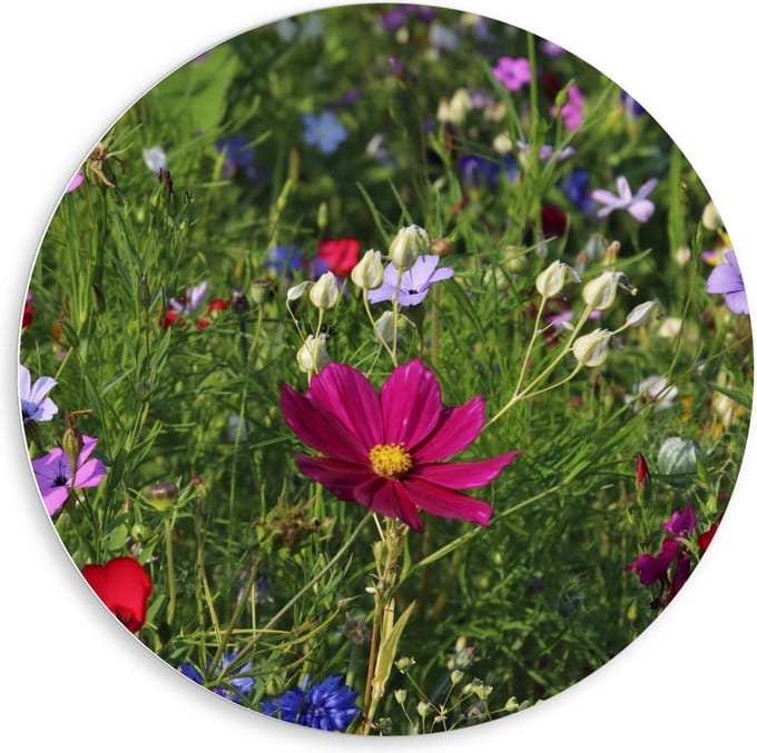 KuijsFotoprint - Schilderij - Velt Met In Kleuren - Multicolor - 80 X 80 Cm