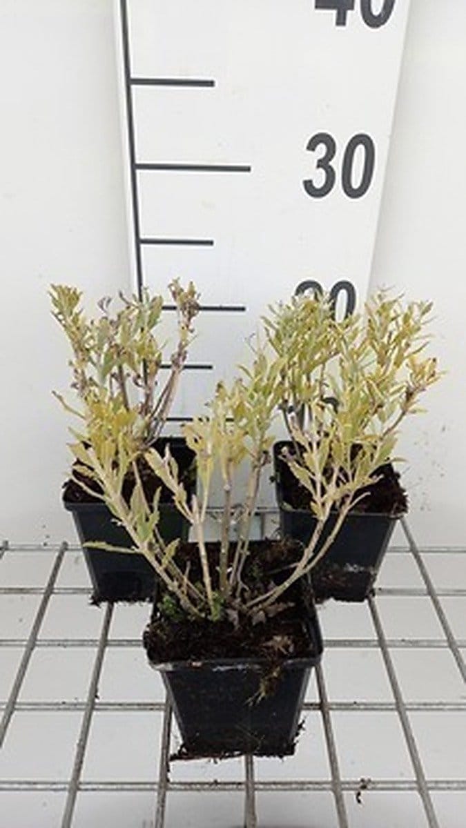 6x Blauwspirea - Perovskia atripl. 'Blue Steel' | 9x9 cm pot