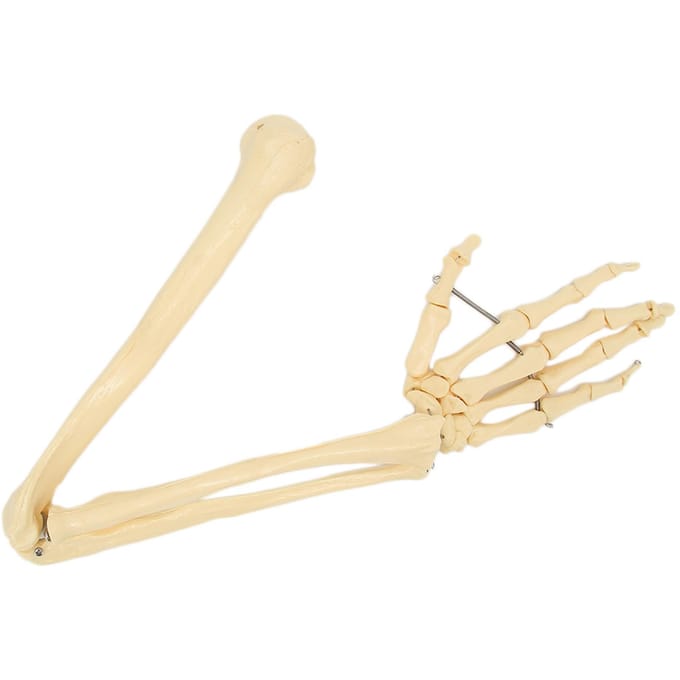 Modèle d'os de bras et de main humain professionnel Modèle d'os de membre supérieur pour démonstration pédagogique beige