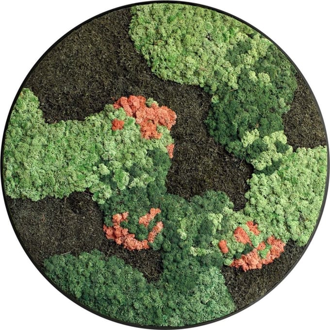 Mosschilderij Lilly - Cirkel 60cm - Luxe stalen rand zwart