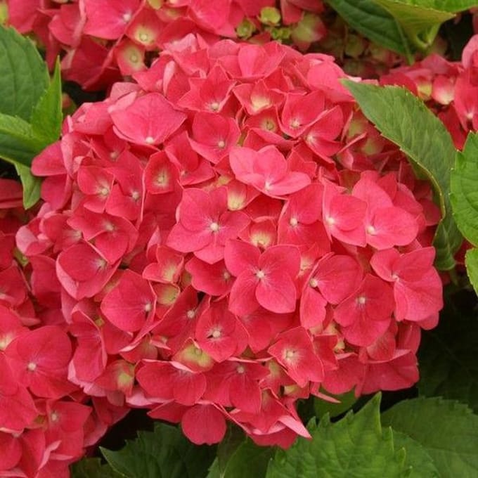 Hydrangea Macrophylla 'Leuchtfeuer' - Hortensia 25-30 cm in pot