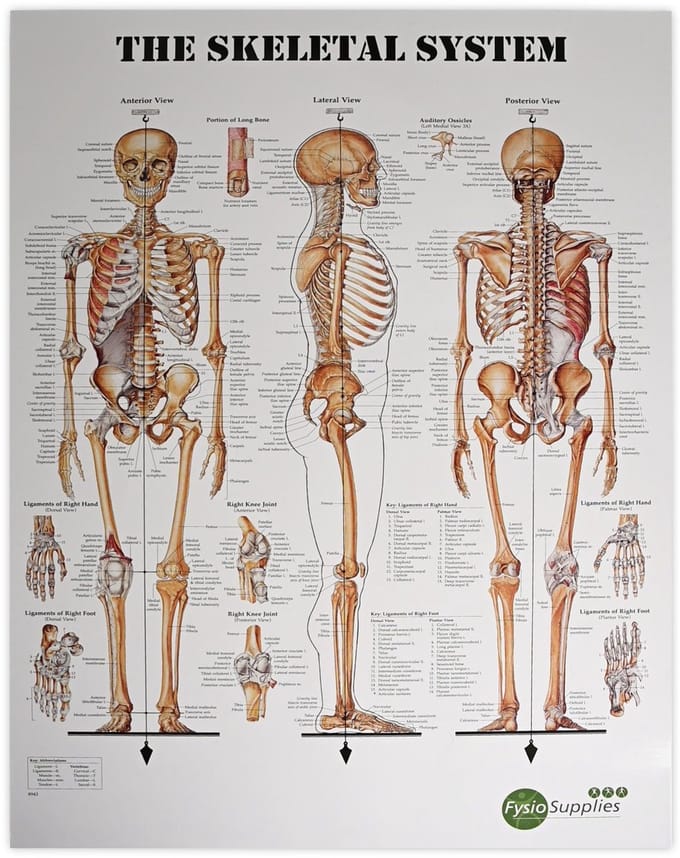 FysioSupplies - The Human Skeletal System 50x70 cm poster - Anatomieposters