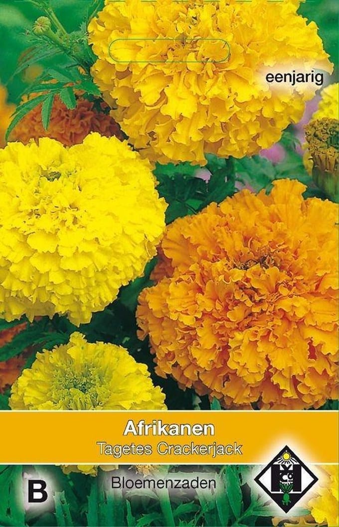 Van Hemert - Afrikaantje Crackerjack (Tagetes erecta)
