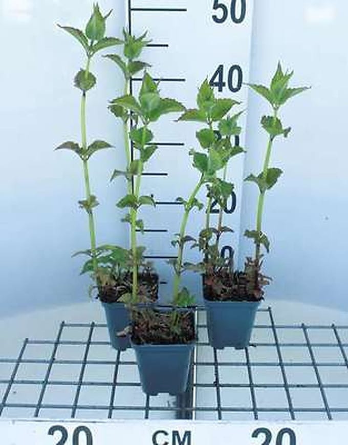 6x Bergamotplant - Monarda hybr. 'Cambridge Scarlet' | 9x9 cm pot